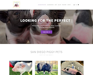 Micro Pig San Diego